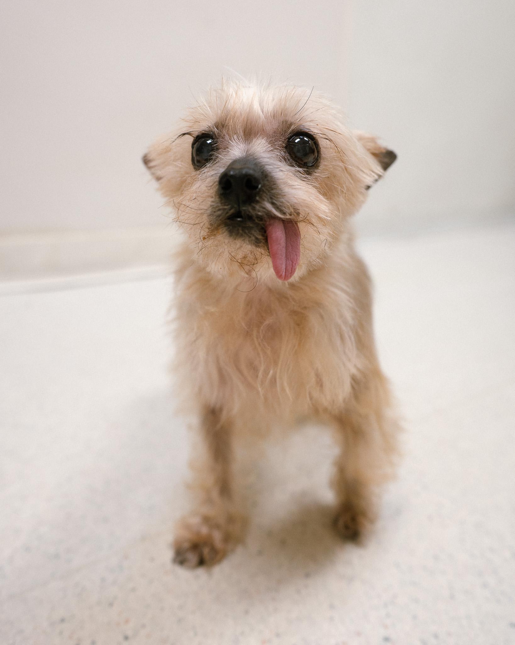 Molly, a ADOPTABLE mixed breed in Cincinnati, OH image 3/6