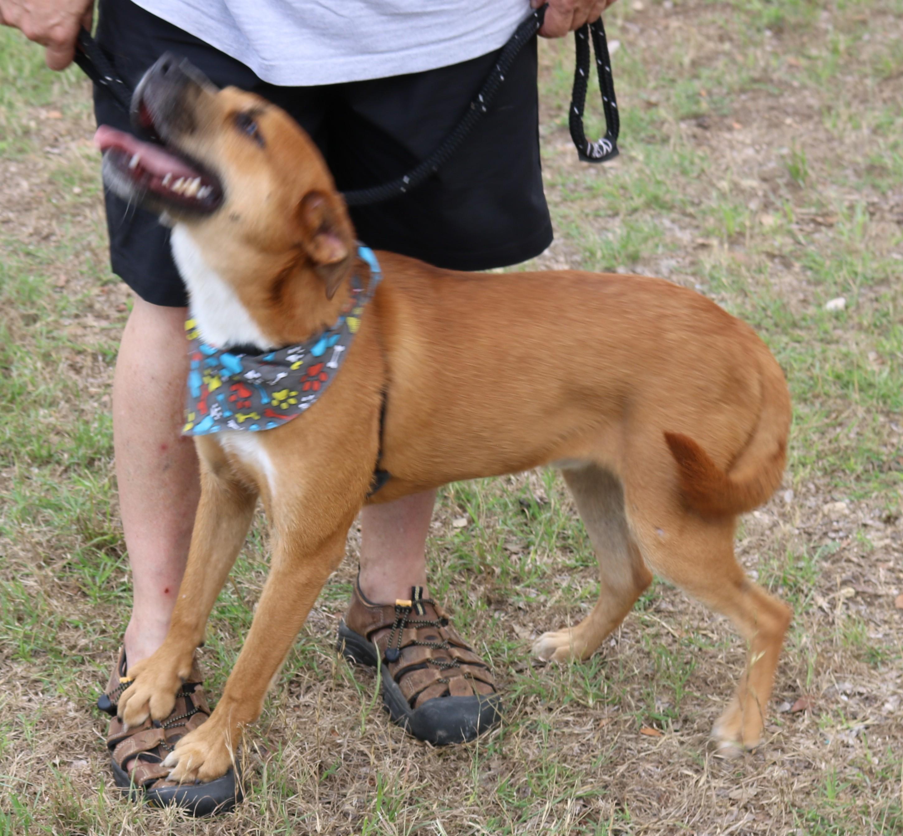 Enlarge Apollo, a Adoptable mixed breed in Bandera, TX image 4/6