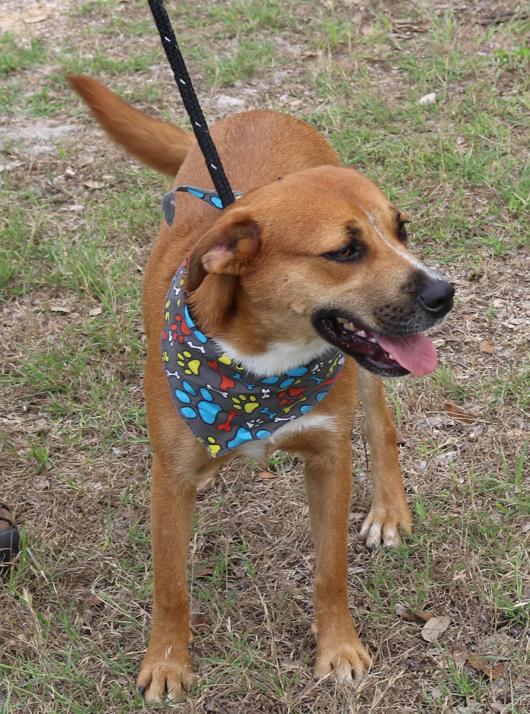 Enlarge Apollo, a Adoptable mixed breed in Bandera, TX image 5/6