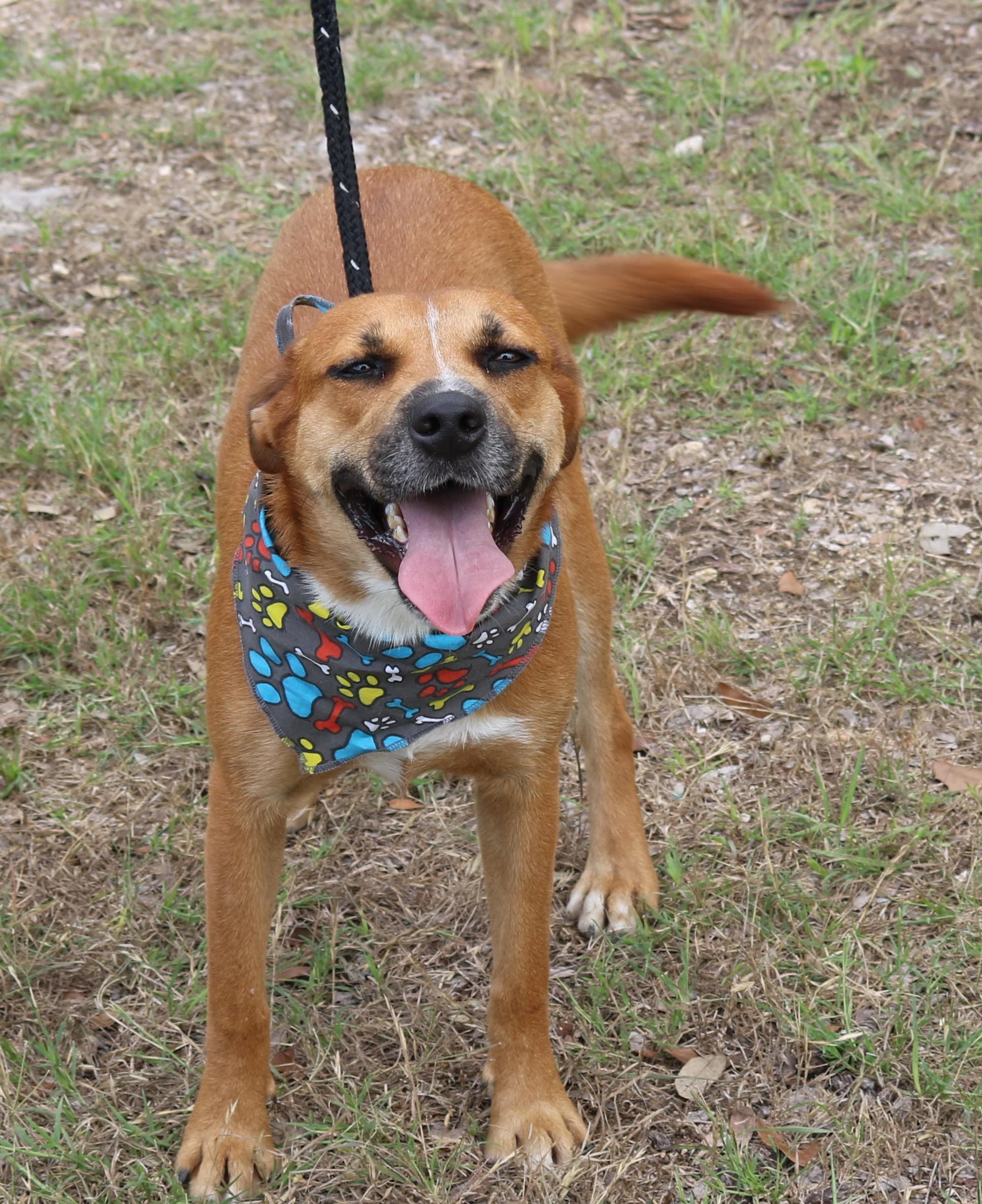 Enlarge Apollo, a Adoptable mixed breed in Bandera, TX image 1/6