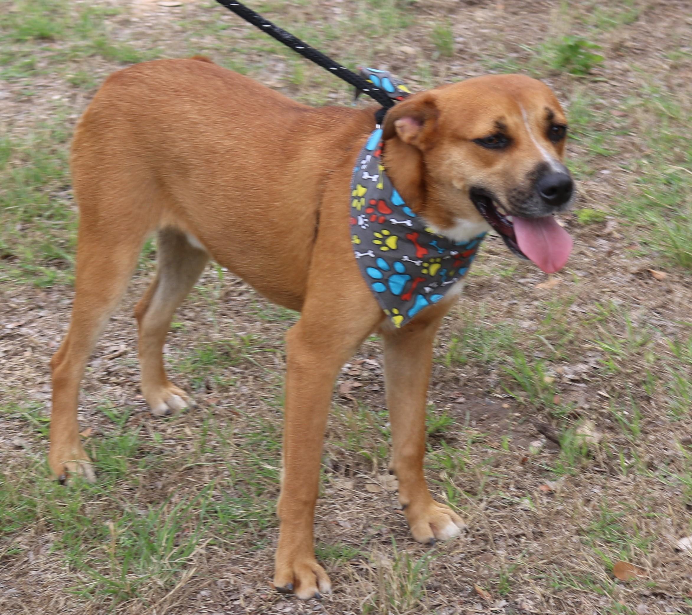 Enlarge Apollo, a Adoptable mixed breed in Bandera, TX image 6/6