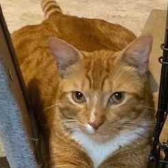 Enlarge Ronan & Linus, a Adoptable mixed breed in Bethlehem, PA image 3/6