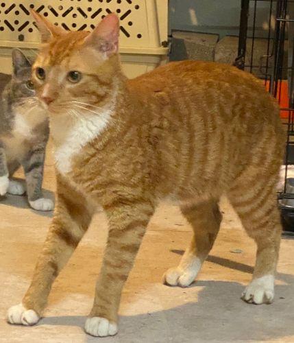 Enlarge Ronan & Linus, a Adoptable mixed breed in Bethlehem, PA image 4/6