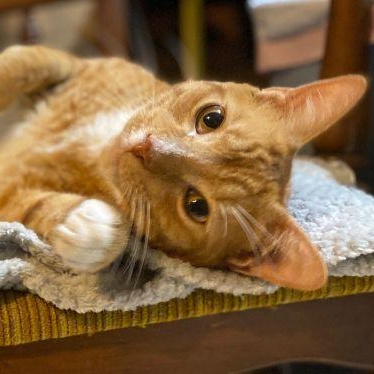Ronan & Linus, Adoptable, Young Male Domestic Short Hair & Tabby.