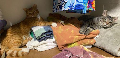 Enlarge Ronan & Linus, a Adoptable mixed breed in Bethlehem, PA image 2/6