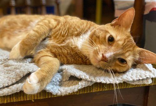 Enlarge Ronan & Linus, a Adoptable mixed breed in Bethlehem, PA image 6/6