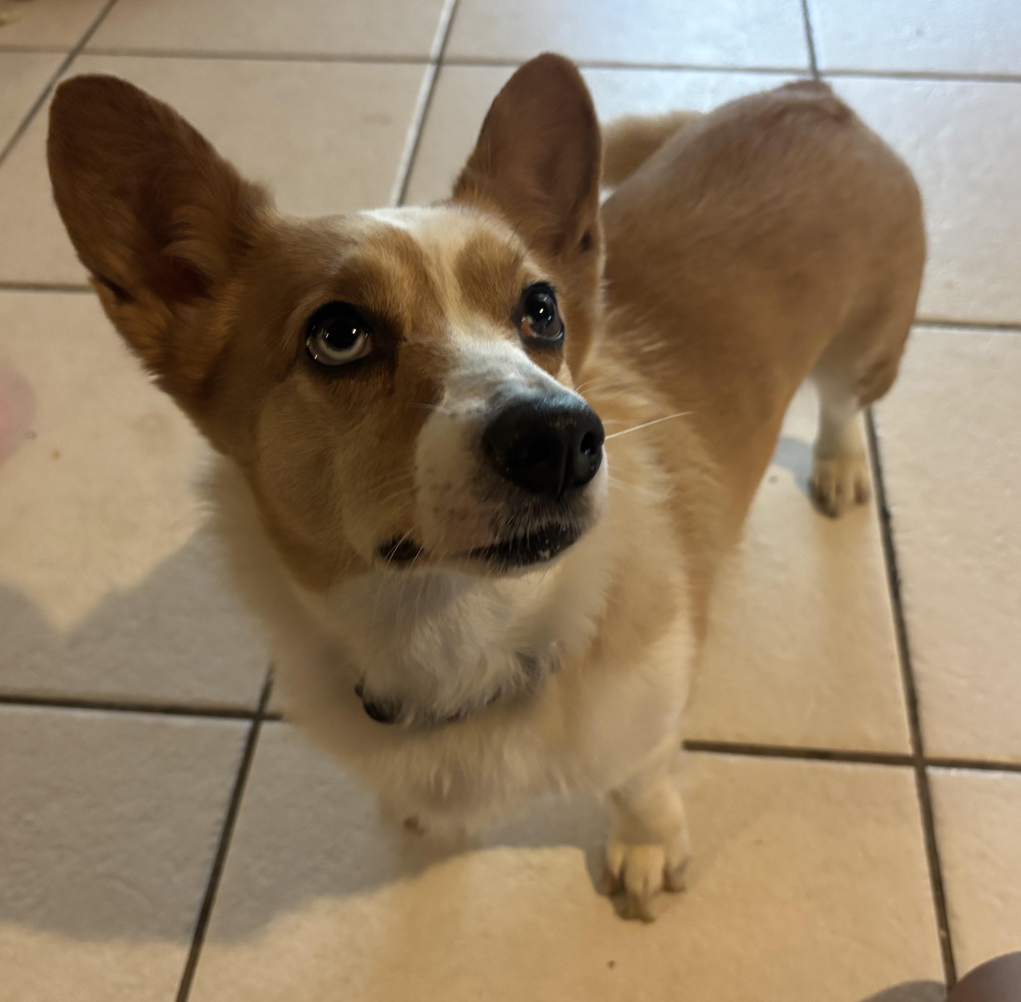 Phoenix, a ADOPTABLE Corgi in Fort Lauderdale, FL image 1/3