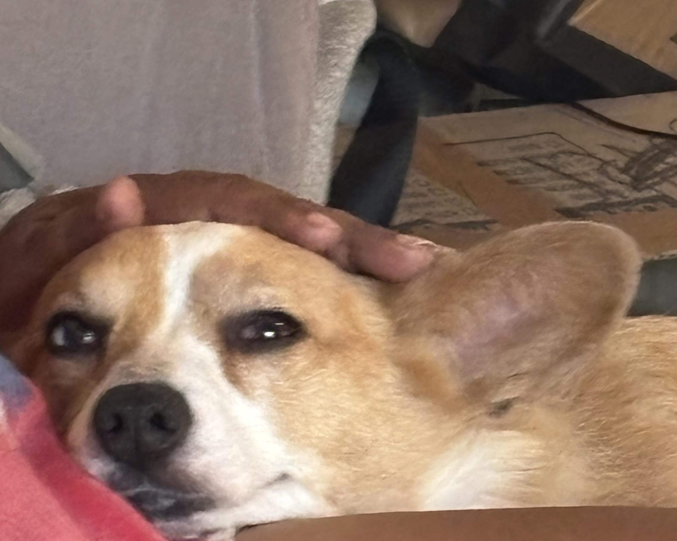 Phoenix, a ADOPTABLE Corgi in Fort Lauderdale, FL image 2/3