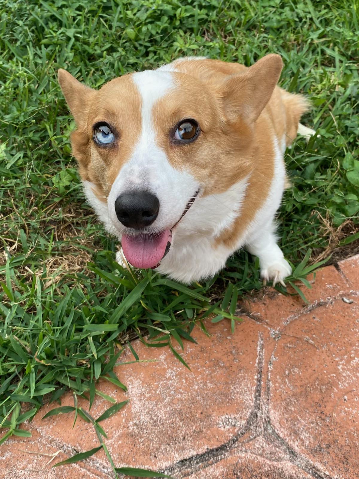 Phoenix, a ADOPTABLE Corgi in Fort Lauderdale, FL image 3/3