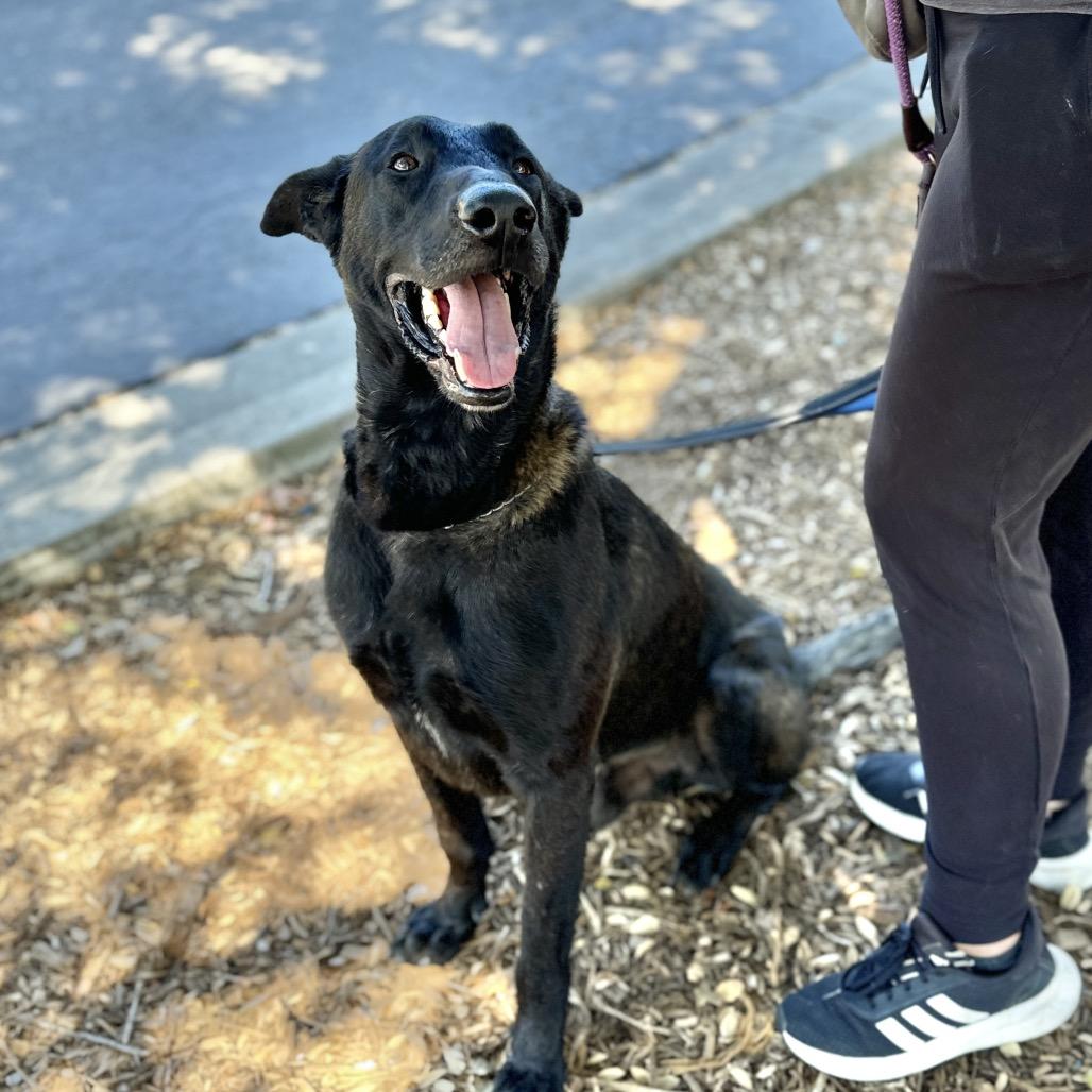 Enlarge Gaston, a ADOPTABLE Belgian Shepherd / Malinois in Dublin, CA image 4/6