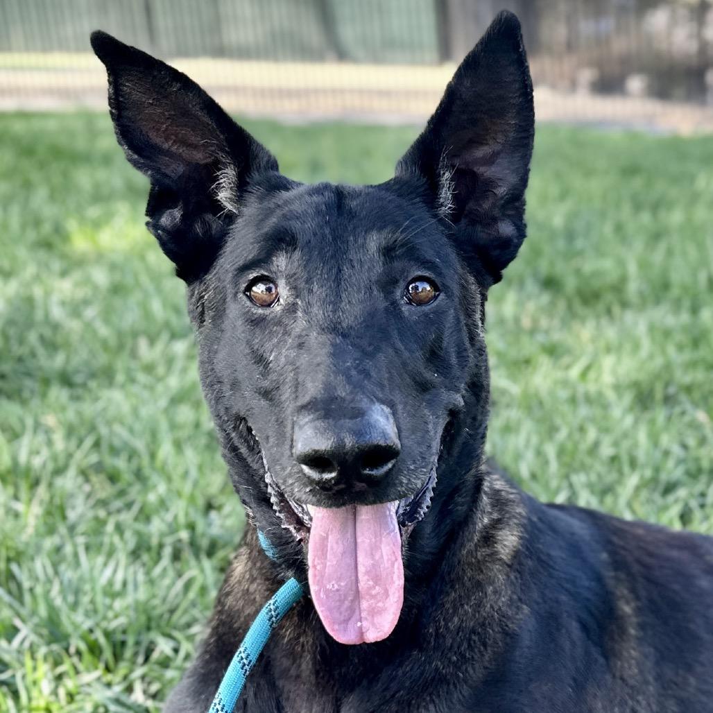 Gaston, ADOPTABLE, Adult Male Belgian Shepherd / Malinois.