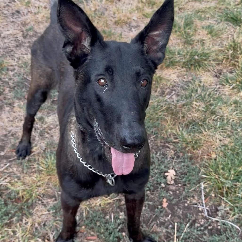 Enlarge Gaston, a ADOPTABLE Belgian Shepherd / Malinois in Dublin, CA image 3/6