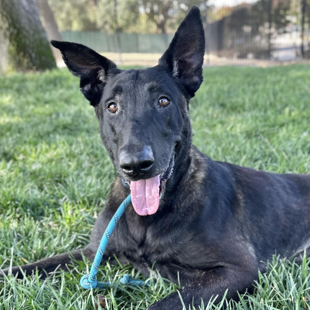 Enlarge Gaston, a ADOPTABLE Belgian Shepherd / Malinois in Dublin, CA image 2/6