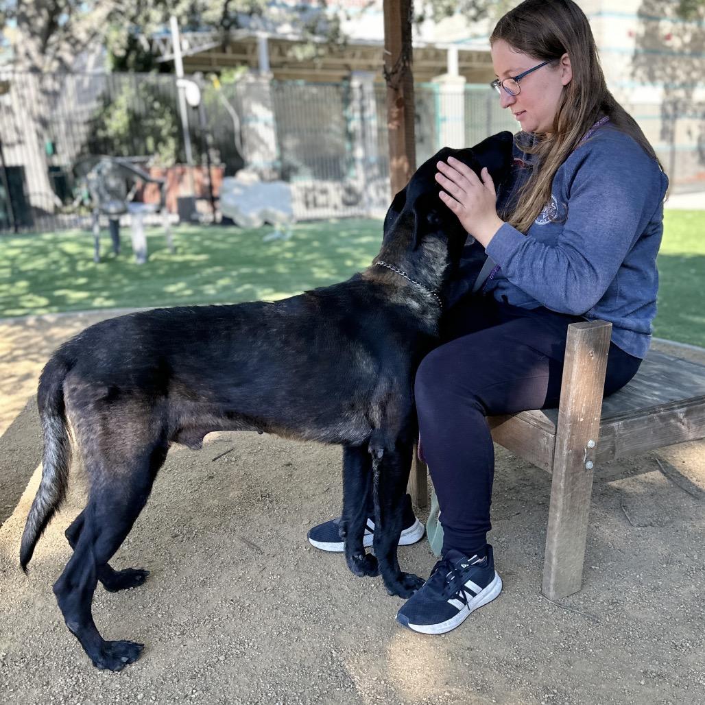 Enlarge Gaston, a ADOPTABLE Belgian Shepherd / Malinois in Dublin, CA image 5/6