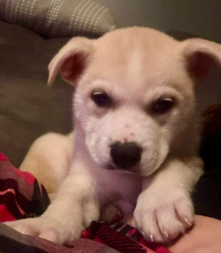 Enlarge Dasher, a Adoptable mixed breed in Middletown, CT image 1/5