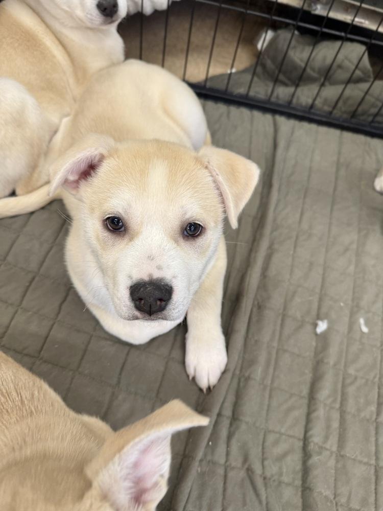 Enlarge Dasher, a Adoptable mixed breed in Middletown, CT image 2/5