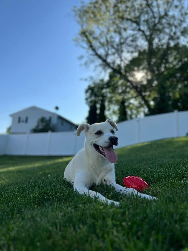 Dasher, a Adoptable mixed breed in Middletown, CT image 3/6