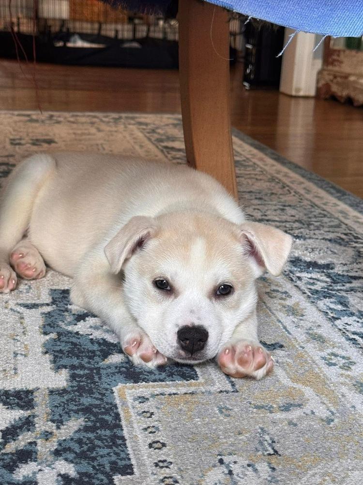 Enlarge Dasher, a Adoptable mixed breed in Middletown, CT image 3/5