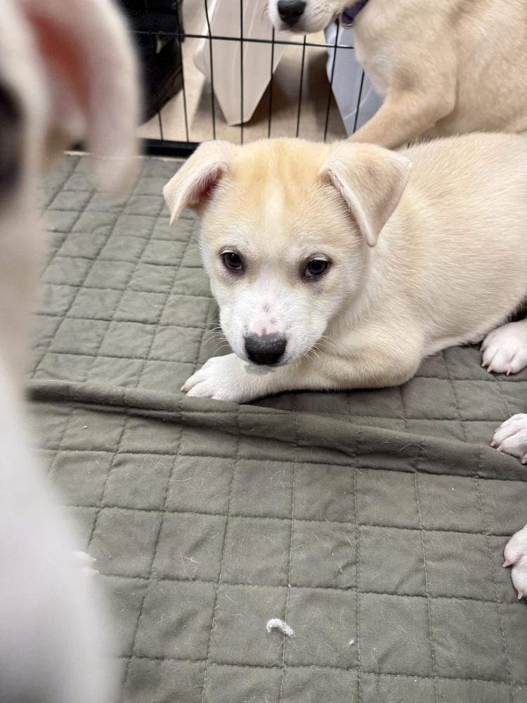 Enlarge Dasher, a Adoptable mixed breed in Middletown, CT image 4/5