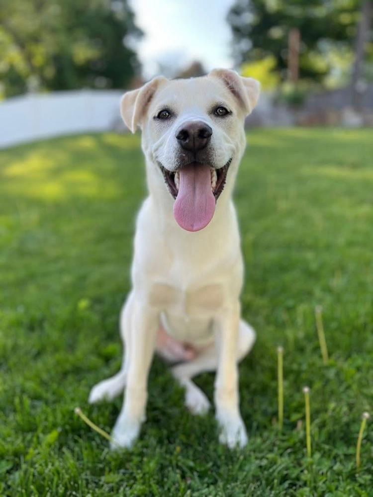 Dasher, a Adoptable mixed breed in Middletown, CT image 5/6