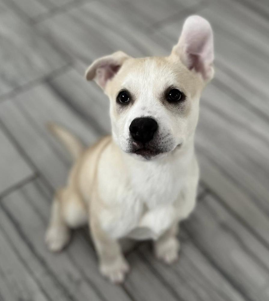 Enlarge Dasher, a Adoptable mixed breed in Middletown, CT image 5/5