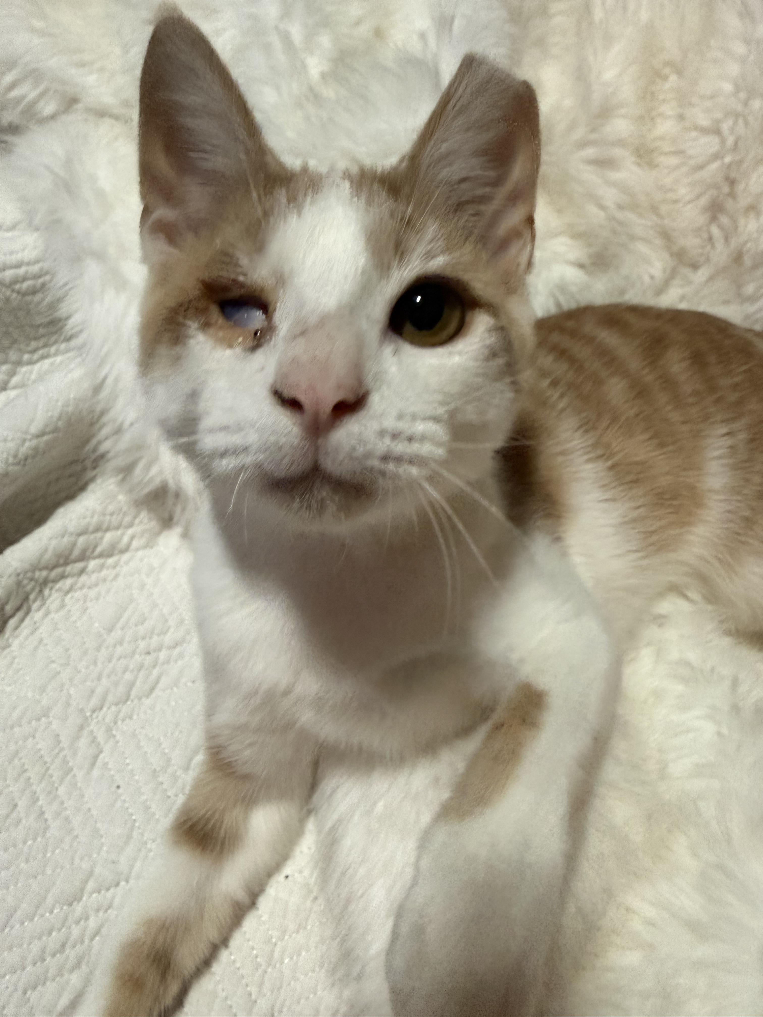 Enlarge Kolby Jack, a Adoptable Domestic Short Hair in Greer, SC image 3/4