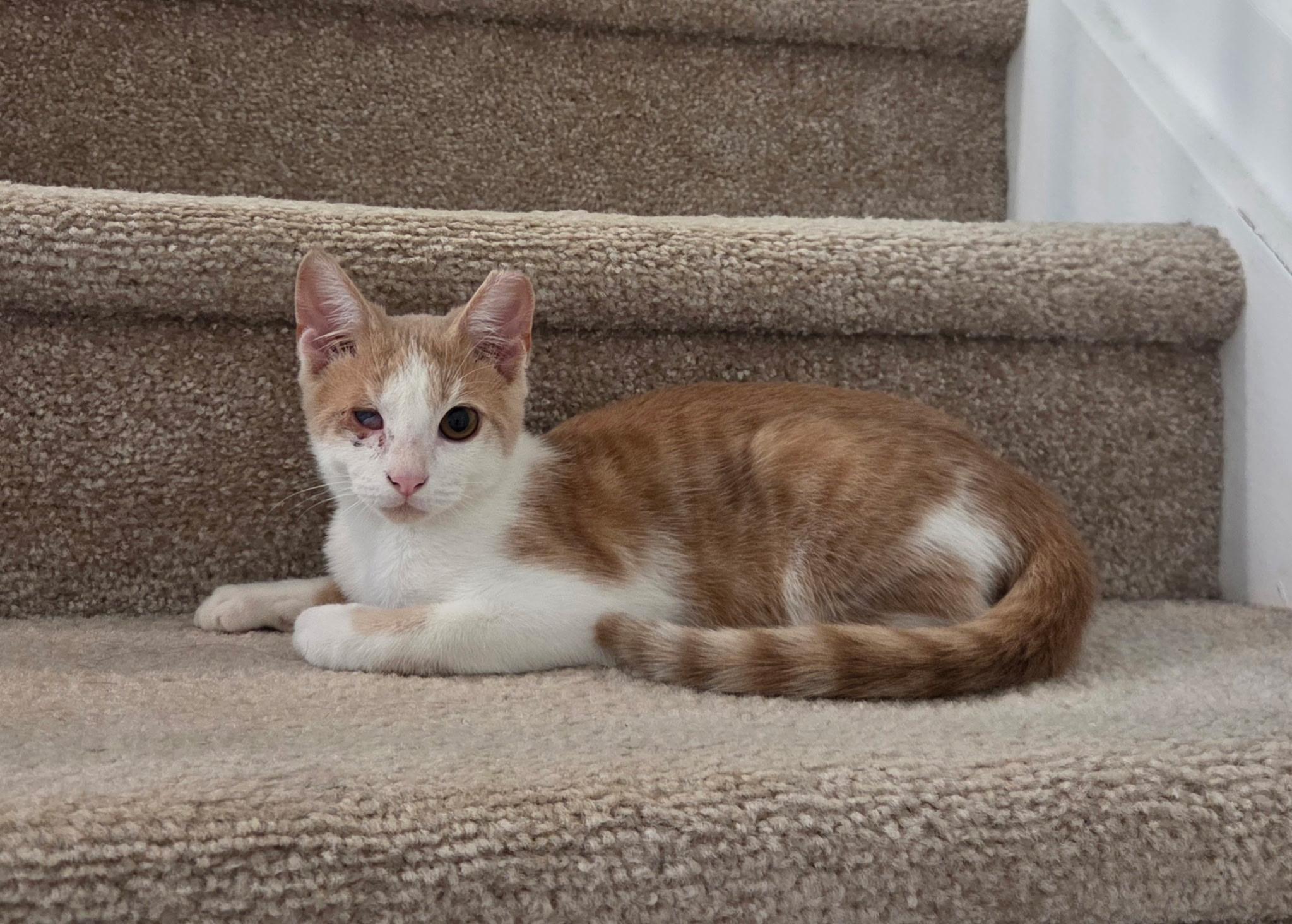 Enlarge Kolby Jack, a Adoptable Domestic Short Hair in Greer, SC image 2/4