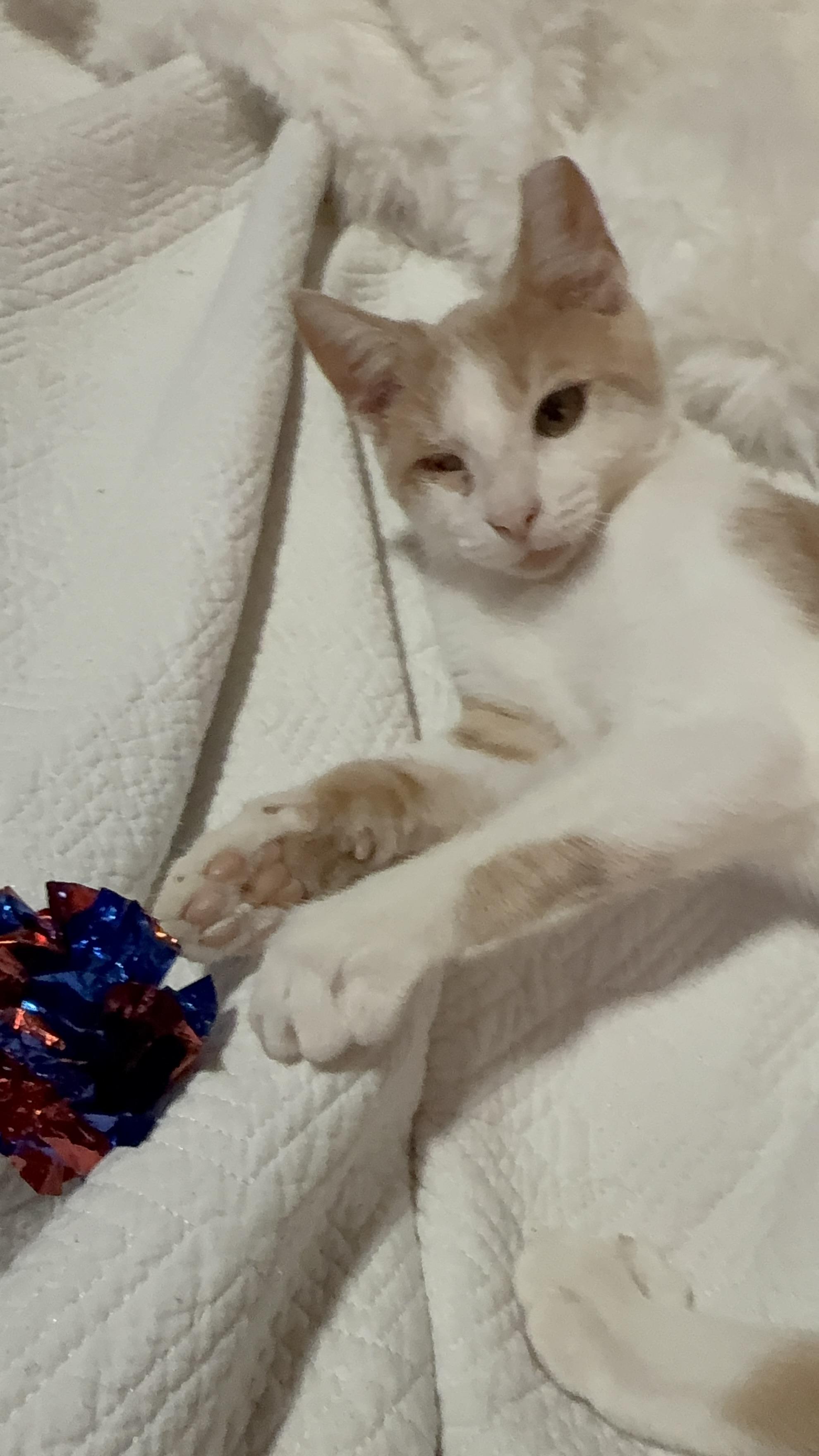 Enlarge Kolby Jack, a Adoptable Domestic Short Hair in Greer, SC image 4/4