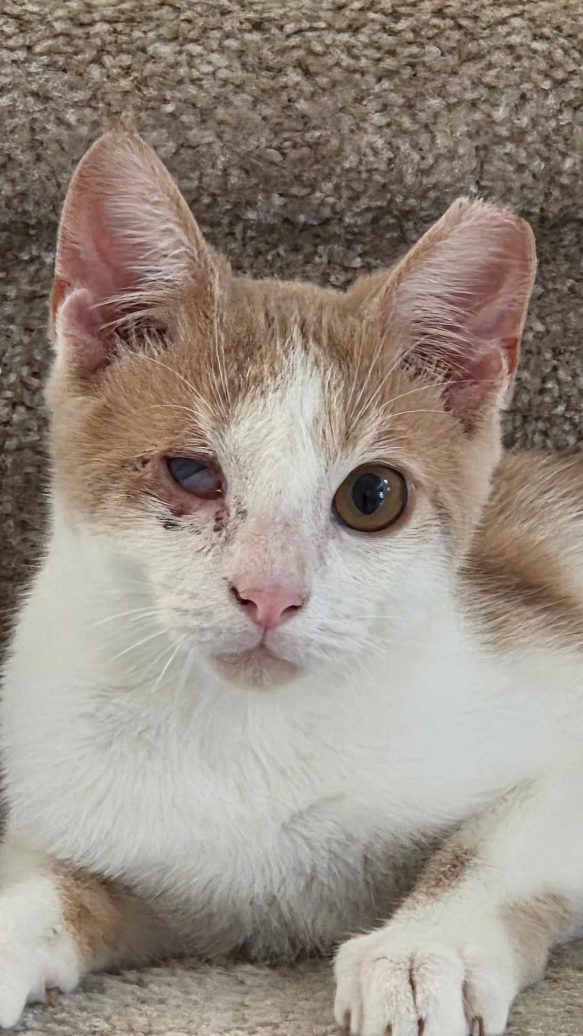 Kolby Jack, Adoptable, Young Male Domestic Short Hair.