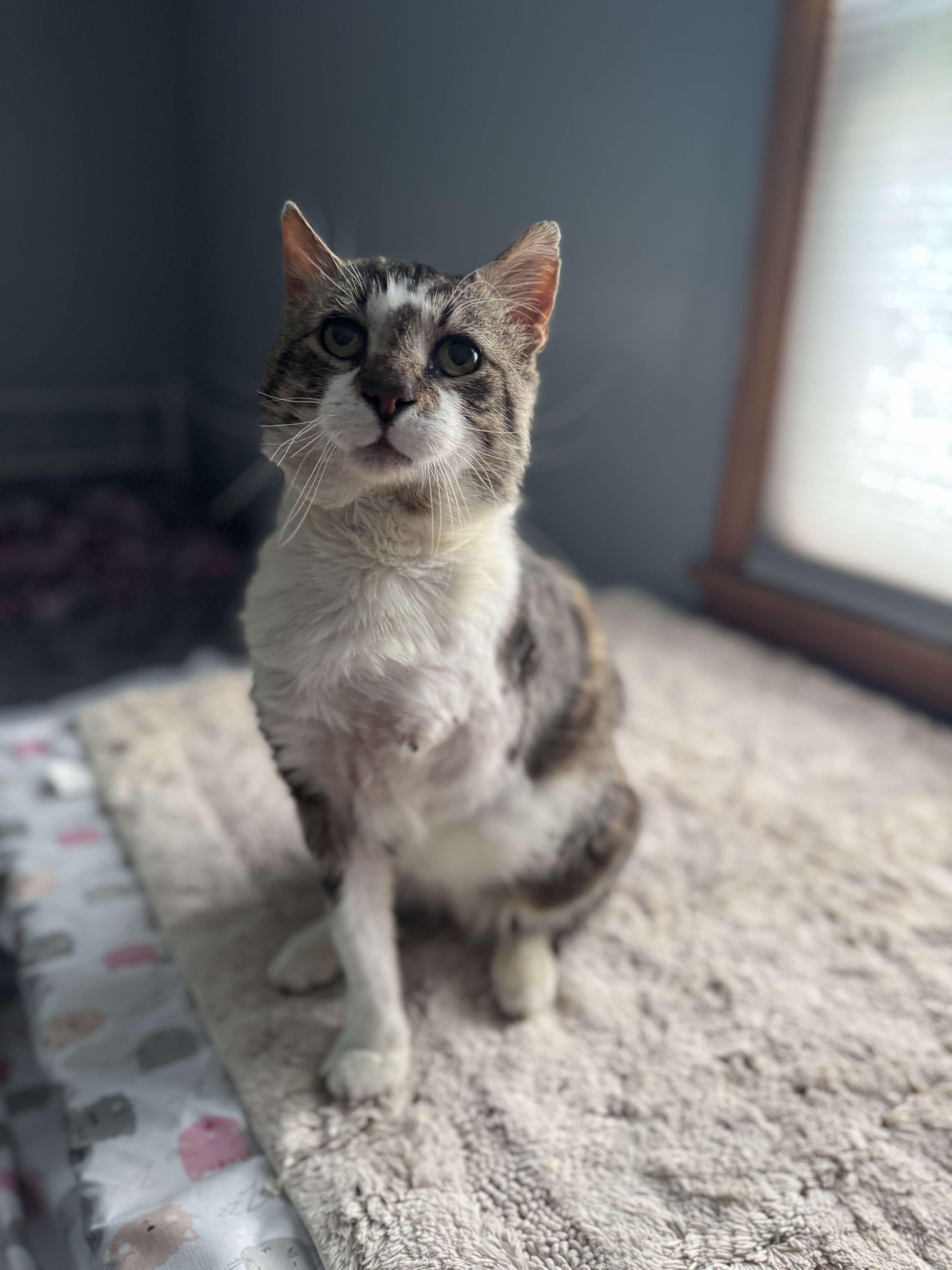 Jaws (tripod cat)