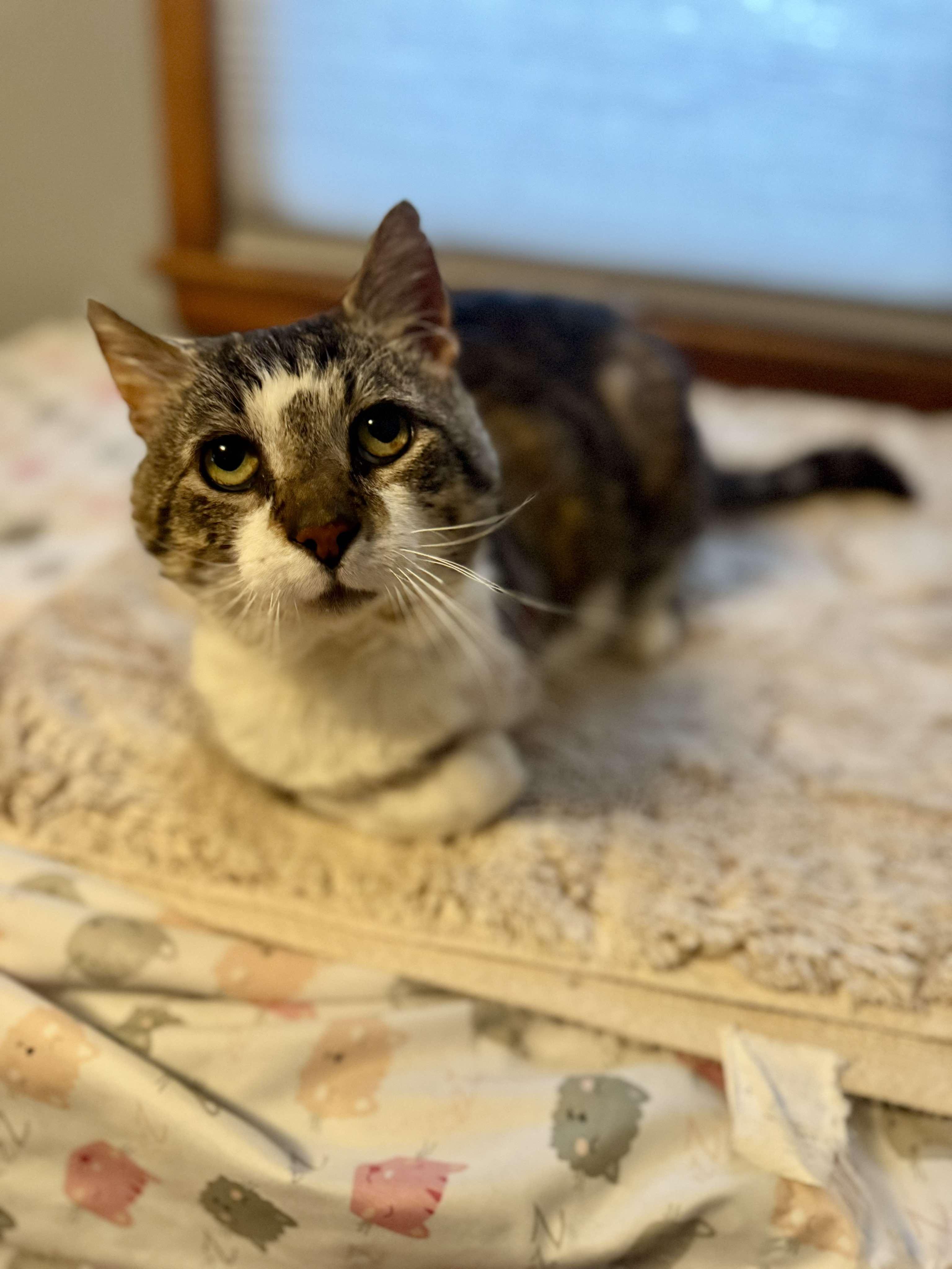 Jaws (tripod cat) 5