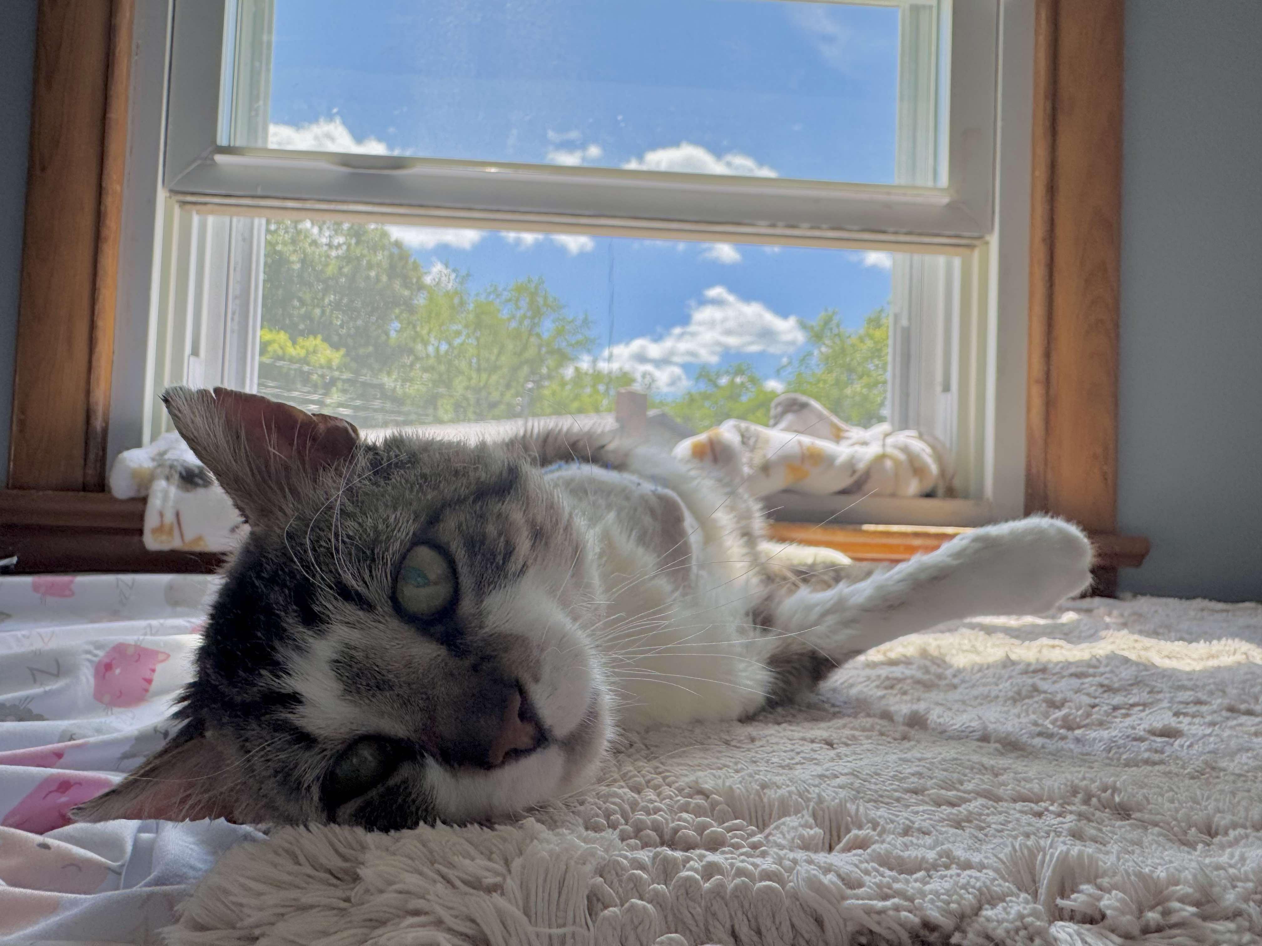 Jaws (tripod cat) 6