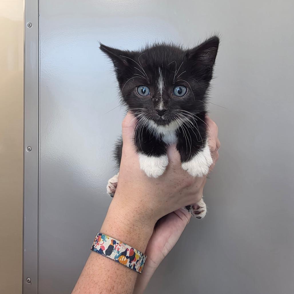 Mica, Adoptable, Kitten Male Domestic Short Hair.