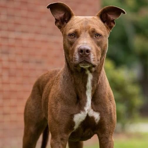 Edward, Adoptable, Adult Male Labrador Retriever & Mixed Breed.