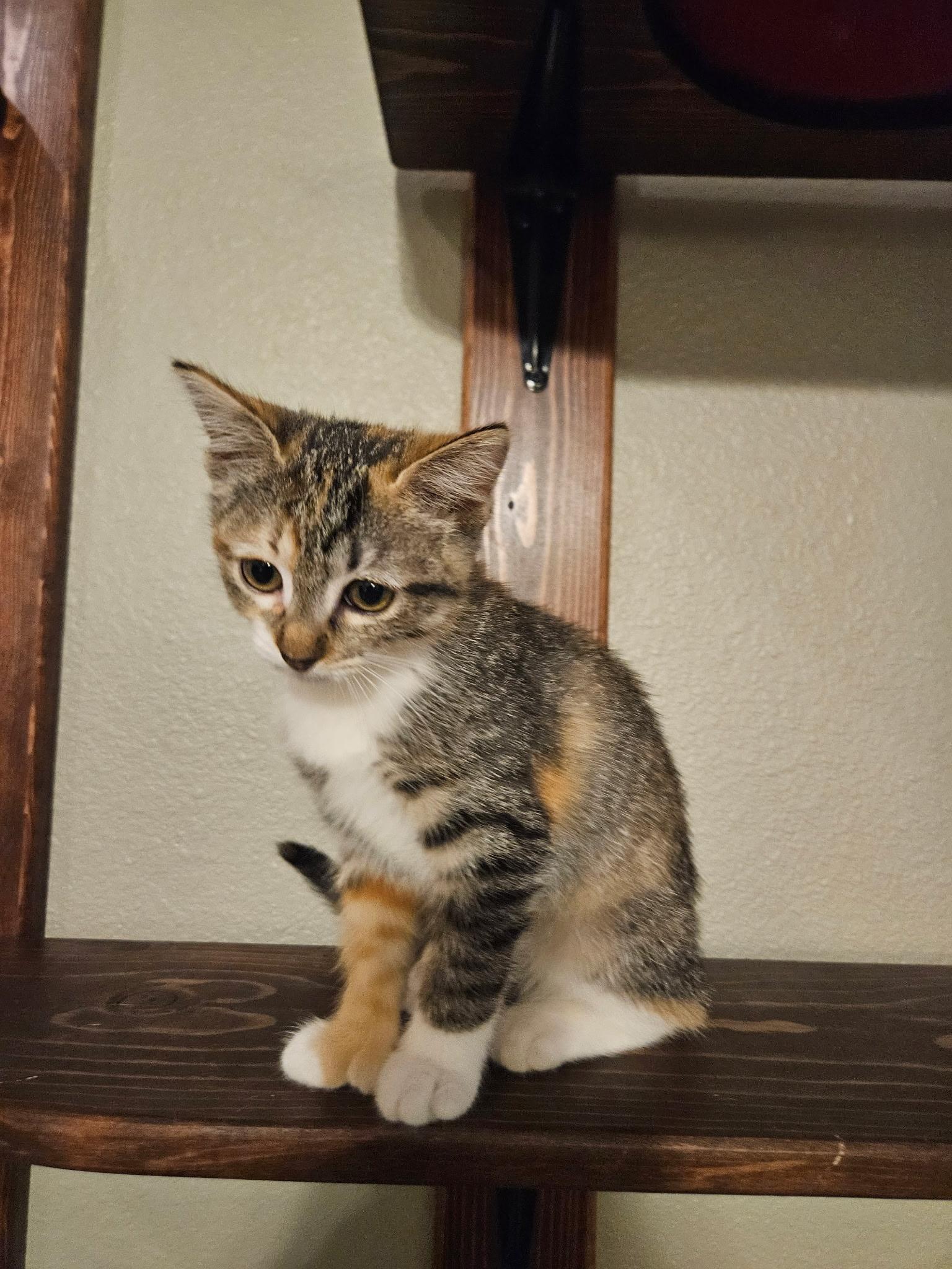 Ms. Beans, ADOPTABLE, Kitten Female Domestic Short Hair.