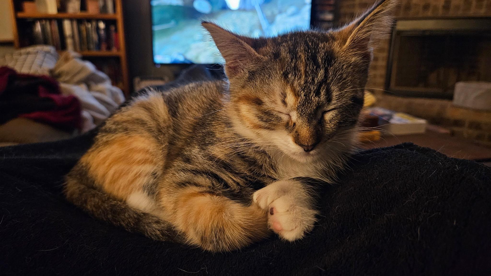 Enlarge Ms. Beans, a ADOPTABLE Domestic Short Hair in Lubbock, TX image 5/6