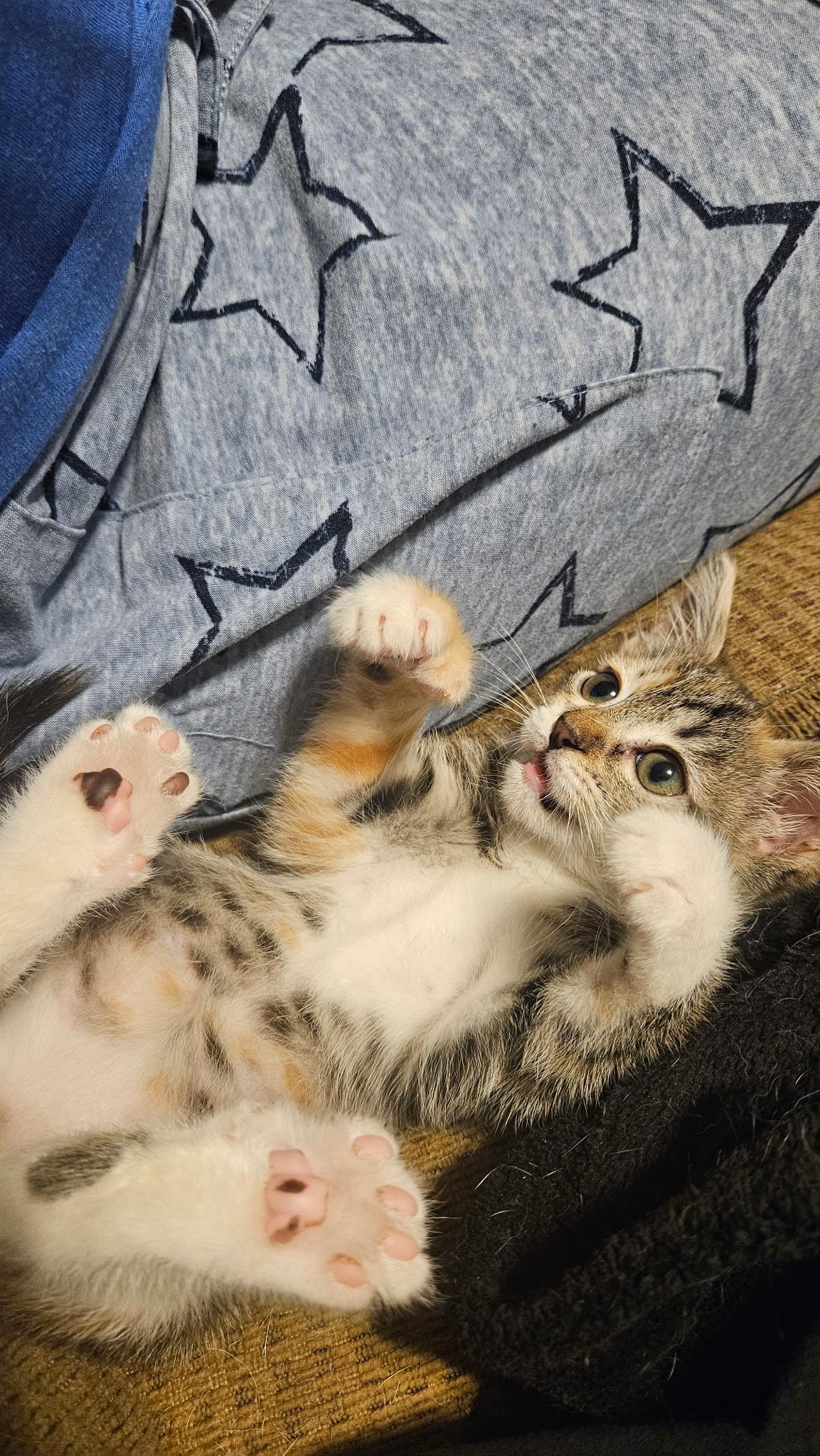 Enlarge Ms. Beans, a ADOPTABLE Domestic Short Hair in Lubbock, TX image 2/6