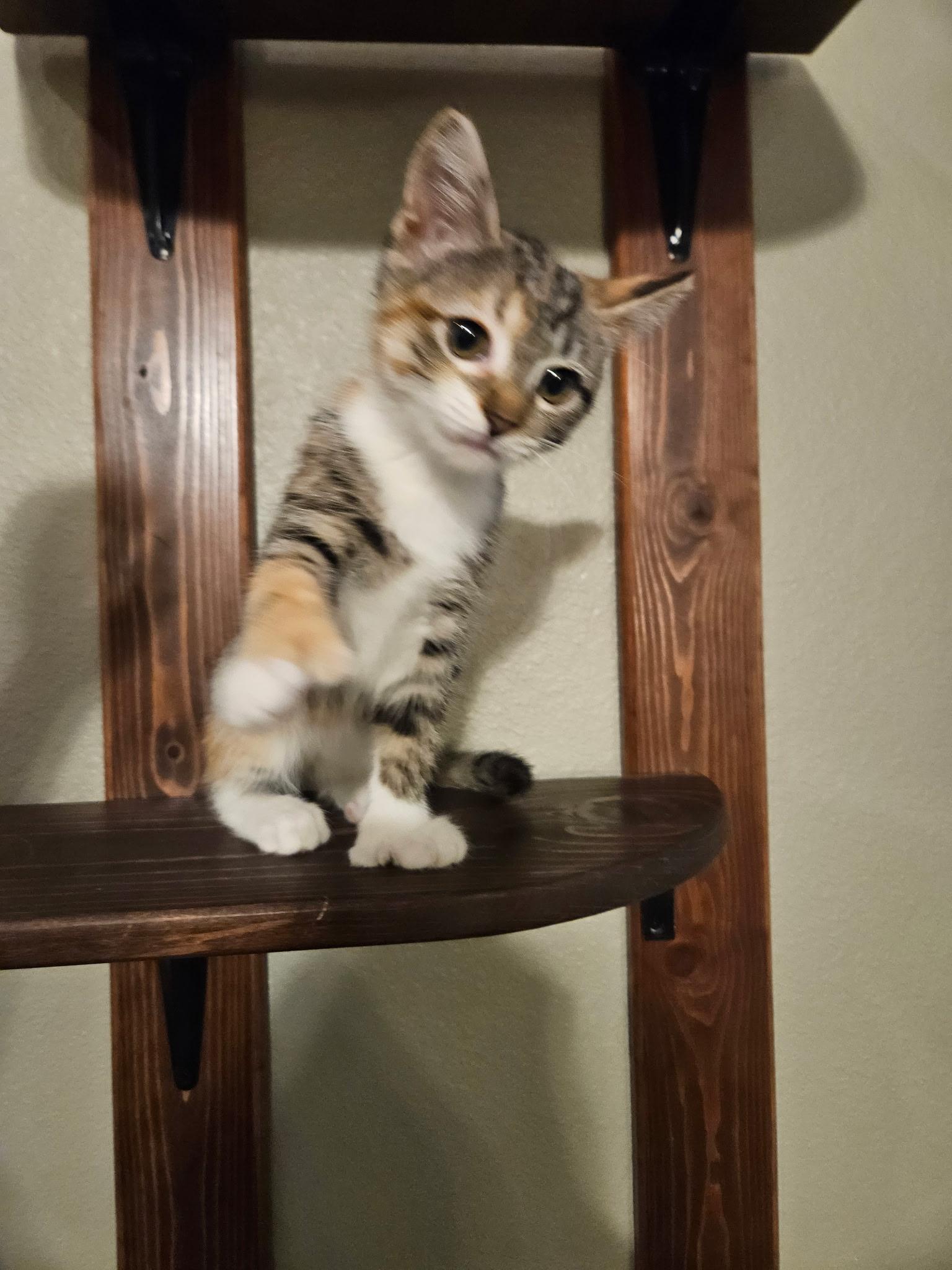 Enlarge Ms. Beans, a ADOPTABLE Domestic Short Hair in Lubbock, TX image 3/6