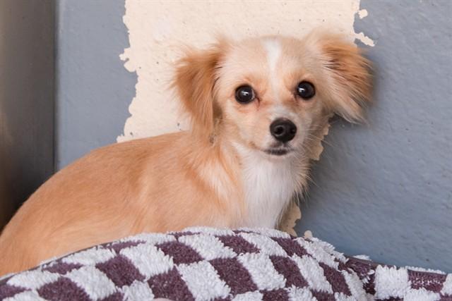 Enlarge CRACKLE, a Adoptable Chihuahua in Santa Monica, CA image 1/1