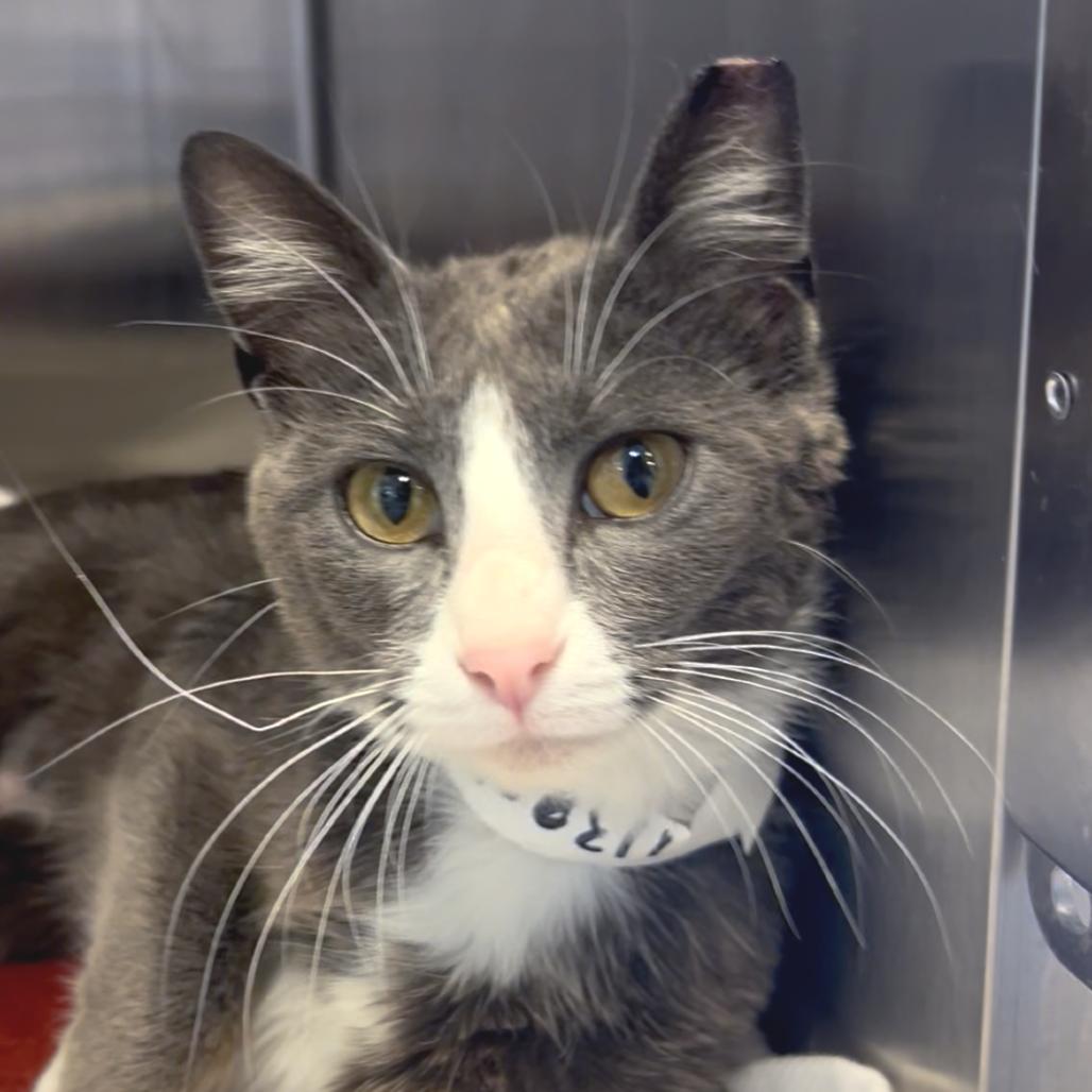 Cranapple — thumbnail 2