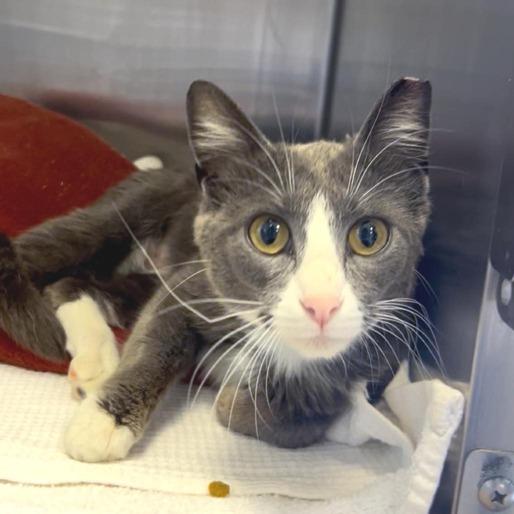 Cranapple — thumbnail 3