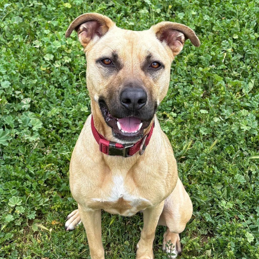 Enlarge Nike, a Adoptable Rhodesian Ridgeback in Ojai, CA image 1/6