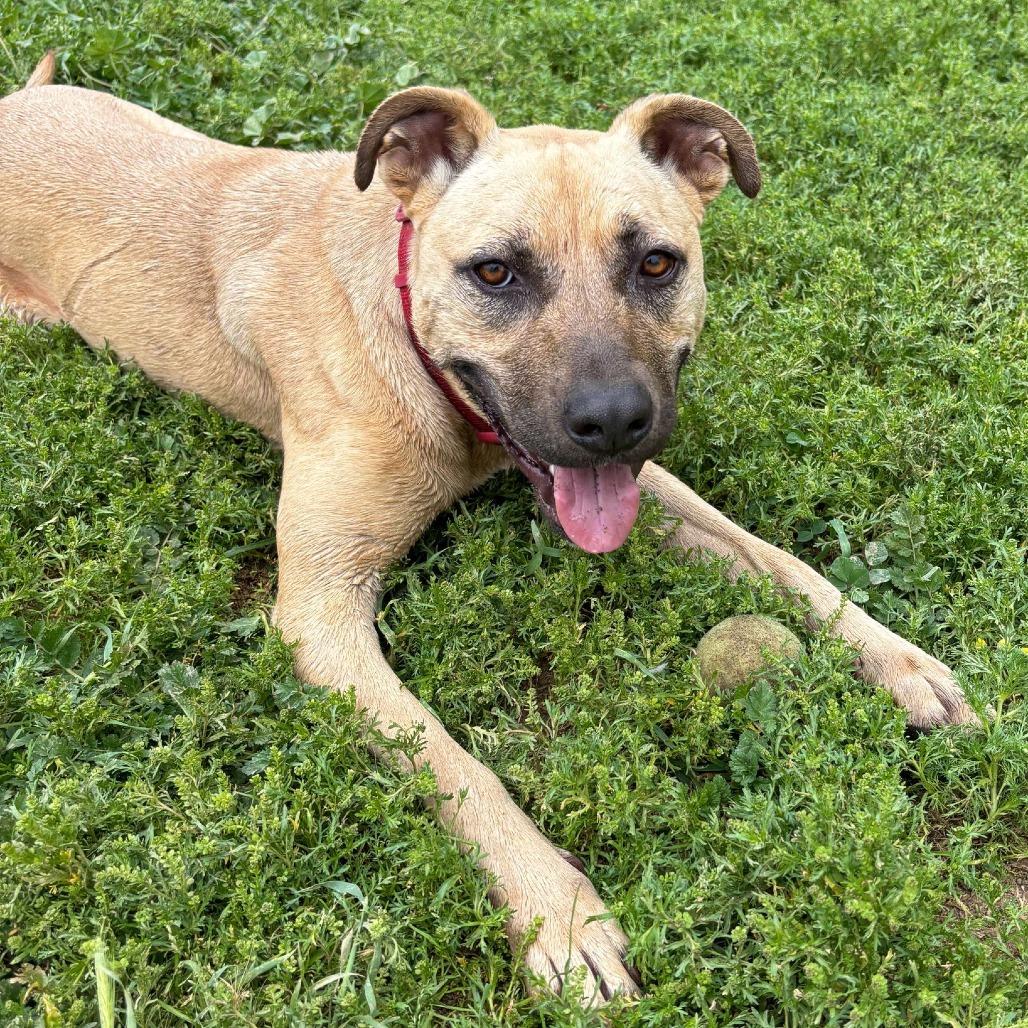Enlarge Nike, a Adoptable Rhodesian Ridgeback in Ojai, CA image 2/6