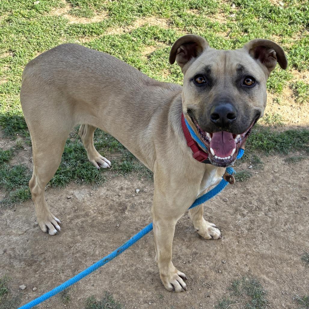 Enlarge Nike, a Adoptable Rhodesian Ridgeback in Ojai, CA image 3/6