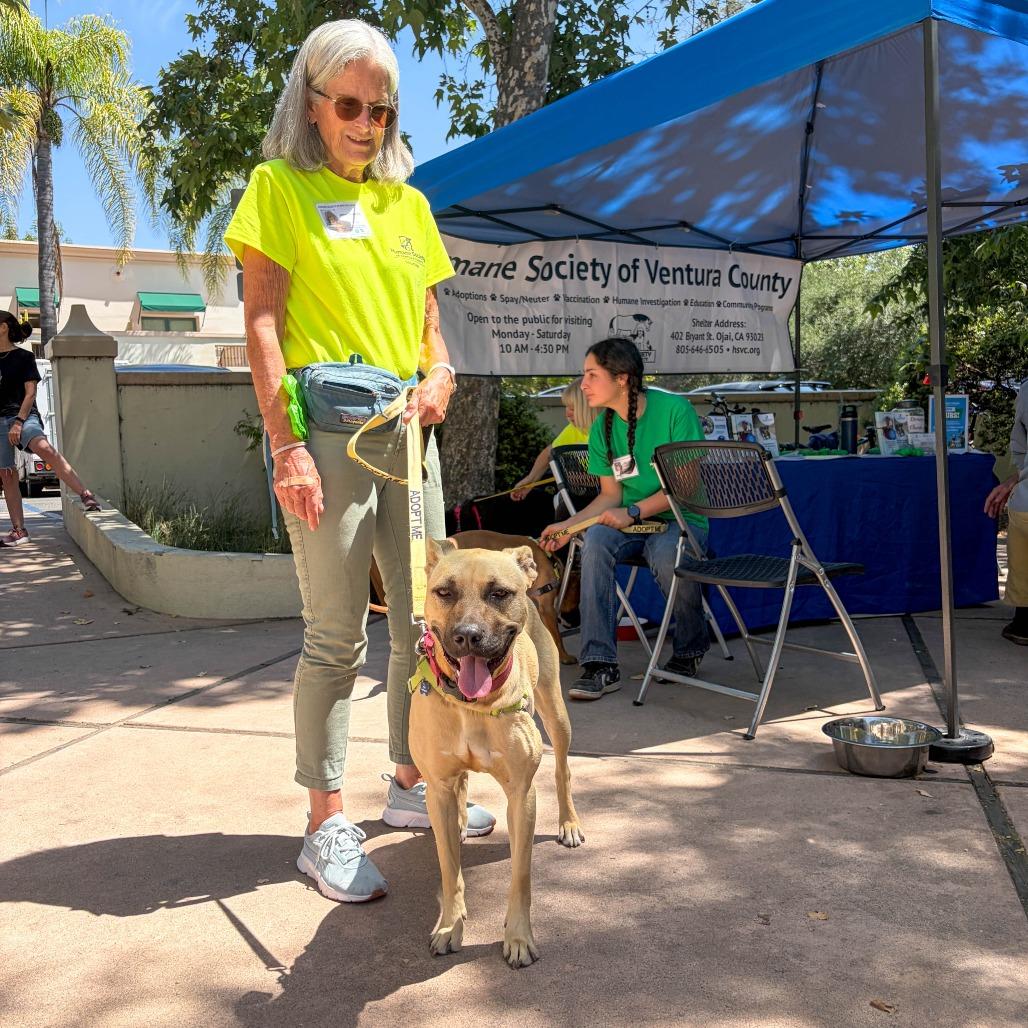 Enlarge Nike, a Adoptable Rhodesian Ridgeback in Ojai, CA image 4/6