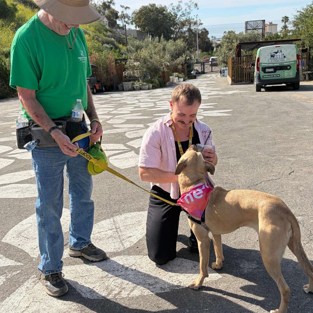 Enlarge Nike, a Adoptable Rhodesian Ridgeback in Ojai, CA image 5/6