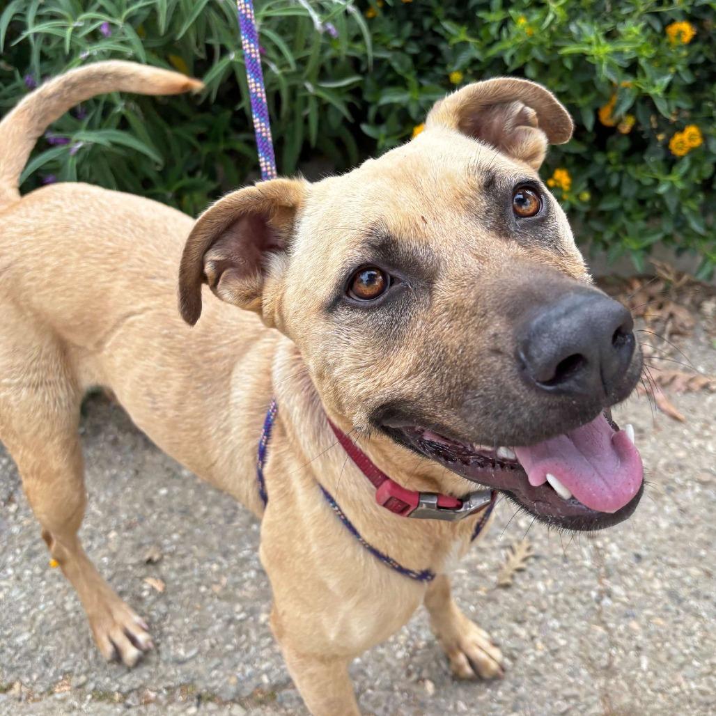 Enlarge Nike, a Adoptable Rhodesian Ridgeback in Ojai, CA image 6/6