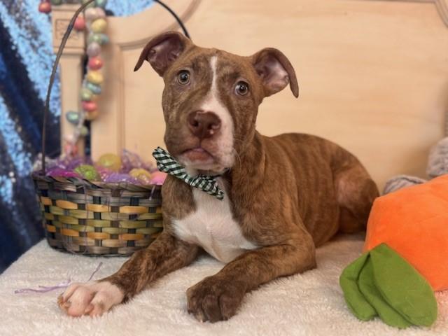 Enlarge PORTER, a Adoptable Pit Bull Terrier in Fairfield, CA image 1/1