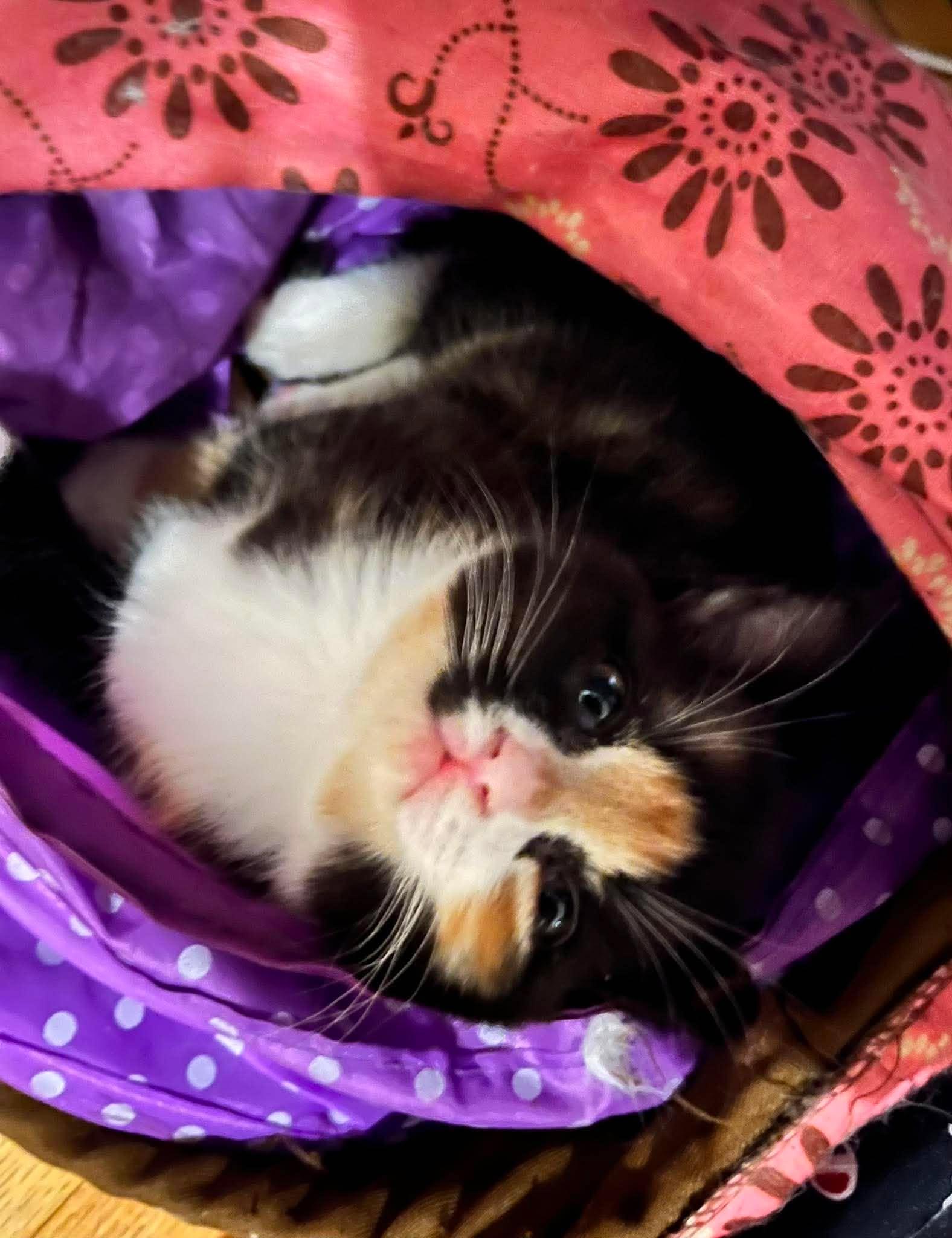 MOZZARELLA, a Adoptable Domestic Short Hair in Tillsonburg, ON image 1/4