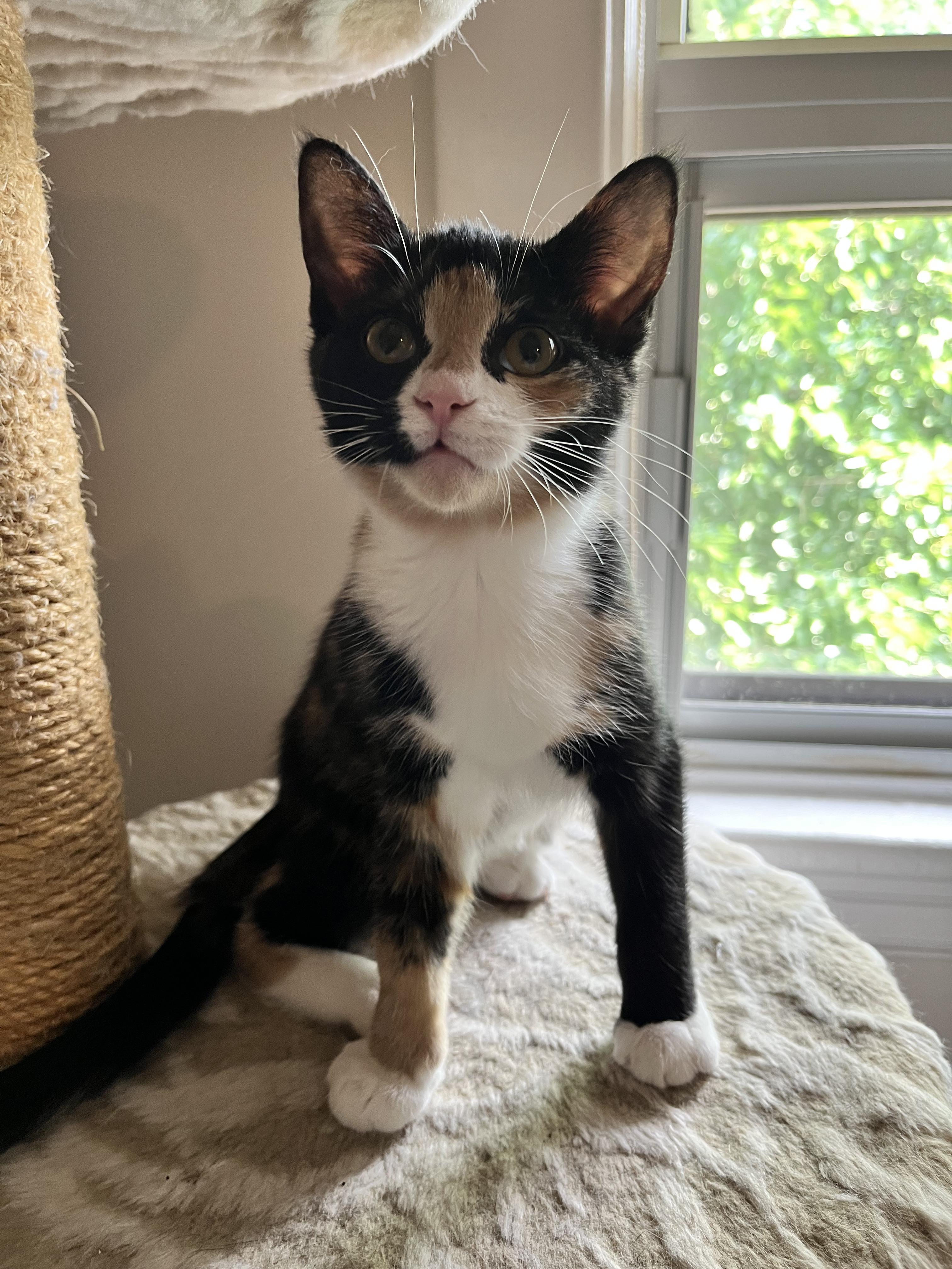 Enlarge MOZZARELLA, a Adopted Domestic Short Hair in Tillsonburg, ON image 2/6